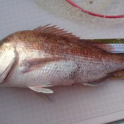 フィッシングボートACE(エース) 釣果