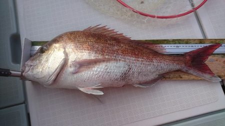 フィッシングボートACE(エース) 釣果