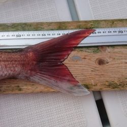 フィッシングボートACE(エース) 釣果