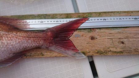 フィッシングボートACE(エース) 釣果