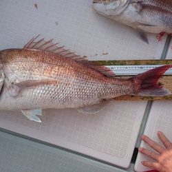 フィッシングボートACE(エース) 釣果