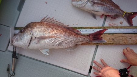 フィッシングボートACE(エース) 釣果