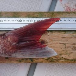 フィッシングボートACE(エース) 釣果