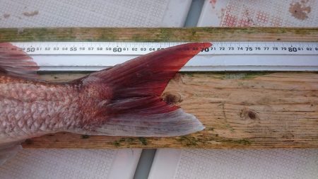 フィッシングボートACE(エース) 釣果