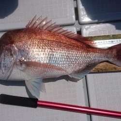 フィッシングボートACE(エース) 釣果