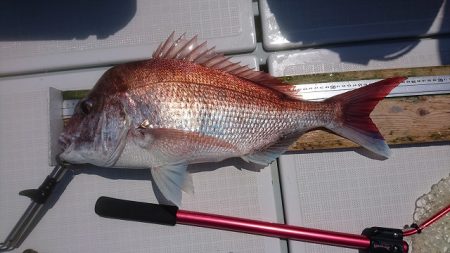 フィッシングボートACE(エース) 釣果