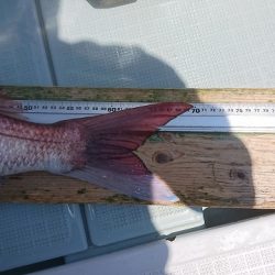 フィッシングボートACE(エース) 釣果