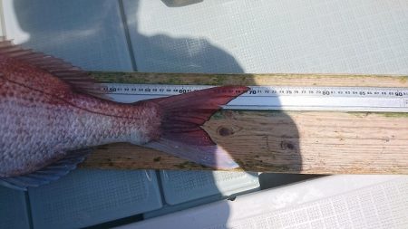 フィッシングボートACE(エース) 釣果