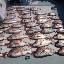 フィッシングボートACE(エース) 釣果