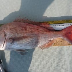 フィッシングボートACE(エース) 釣果