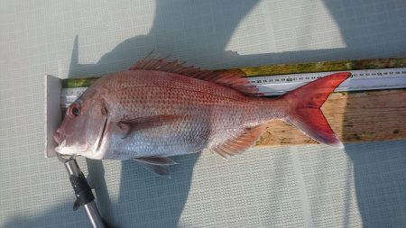 フィッシングボートACE(エース) 釣果