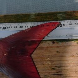 フィッシングボートACE(エース) 釣果