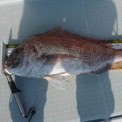 フィッシングボートACE(エース) 釣果