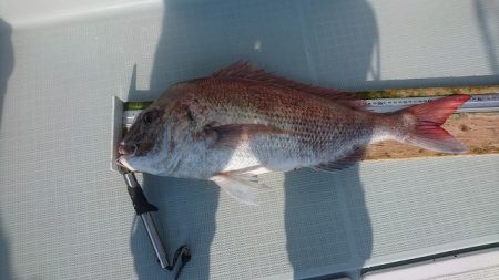 フィッシングボートACE(エース) 釣果