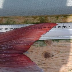 フィッシングボートACE(エース) 釣果