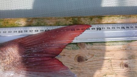 フィッシングボートACE(エース) 釣果