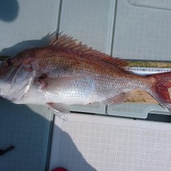 フィッシングボートACE(エース) 釣果