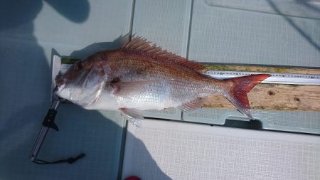 フィッシングボートACE(エース) 釣果