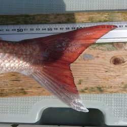 フィッシングボートACE(エース) 釣果