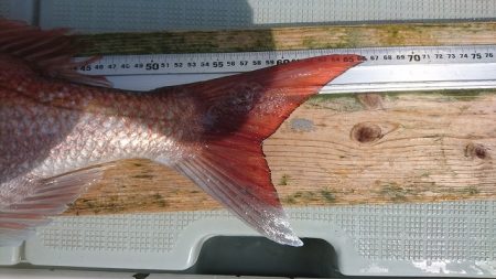 フィッシングボートACE(エース) 釣果