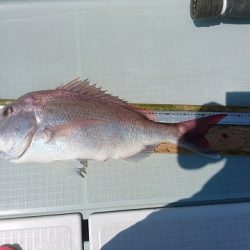 フィッシングボートACE(エース) 釣果