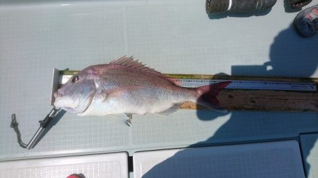 フィッシングボートACE(エース) 釣果