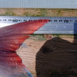 フィッシングボートACE(エース) 釣果