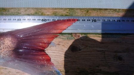 フィッシングボートACE(エース) 釣果