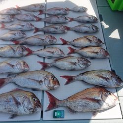 フィッシングボートACE(エース) 釣果