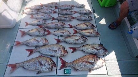 フィッシングボートACE(エース) 釣果