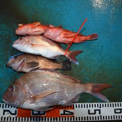 アジアマリンサービス 釣果