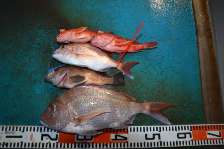 アジアマリンサービス 釣果