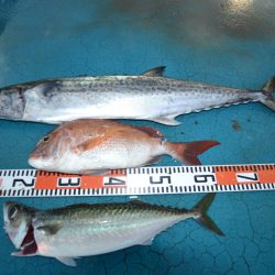 アジアマリンサービス 釣果