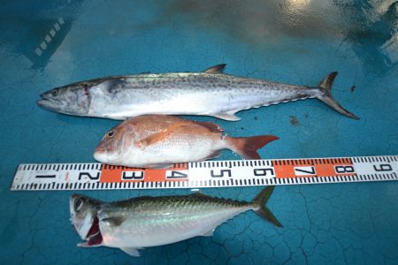 アジアマリンサービス 釣果