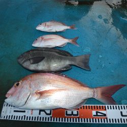 アジアマリンサービス 釣果