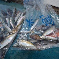 アジアマリンサービス 釣果