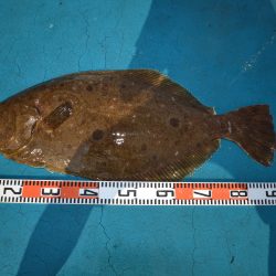 アジアマリンサービス 釣果