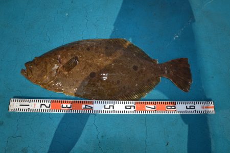 アジアマリンサービス 釣果