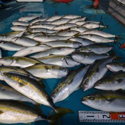 アジアマリンサービス 釣果