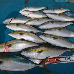 アジアマリンサービス 釣果