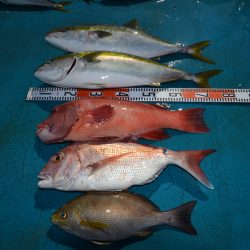 アジアマリンサービス 釣果