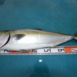 アジアマリンサービス 釣果