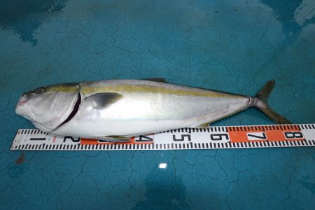 アジアマリンサービス 釣果