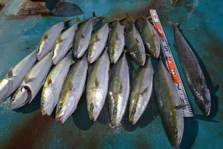 アジアマリンサービス 釣果