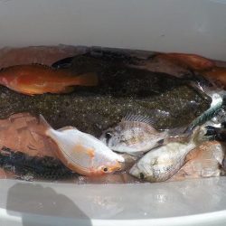 三吉丸 釣果