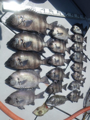 磯部釣船 直栄丸 釣果