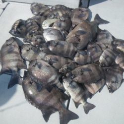 磯部釣船 直栄丸 釣果