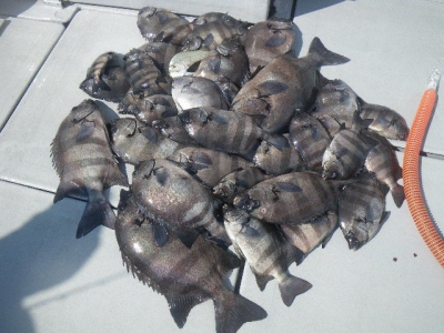 磯部釣船 直栄丸 釣果