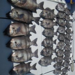 磯部釣船 直栄丸 釣果