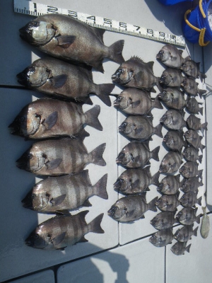 磯部釣船 直栄丸 釣果